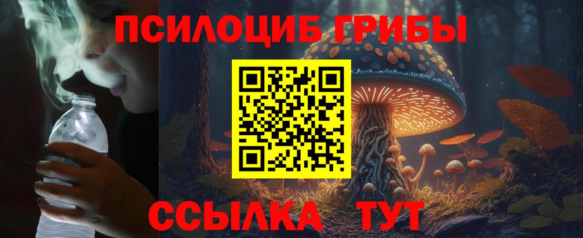 Псилоцибиновые грибы Psilocybe Гатчина
